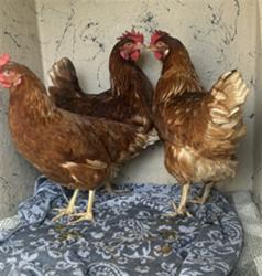 Shelter Stray Female Bird last seen Near, 5001 E Raymond St, Indianapolis, IN 46203, USA