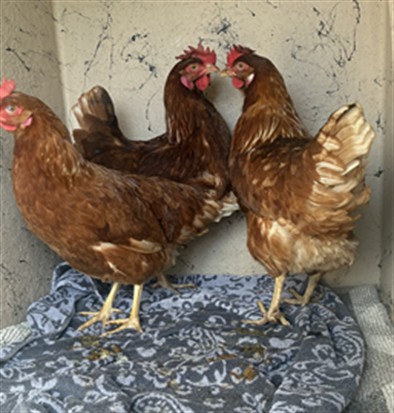 Shelter Stray Female Bird last seen Near, 5001 E Raymond St, Indianapolis, IN 46203, USA