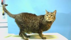 Shelter Stray Male Cat last seen , 216 W Victoria St, Gardena, CA 90248, USA