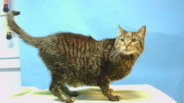 Shelter Stray Male Cat last seen , 216 W Victoria St, Gardena, CA 90248, USA