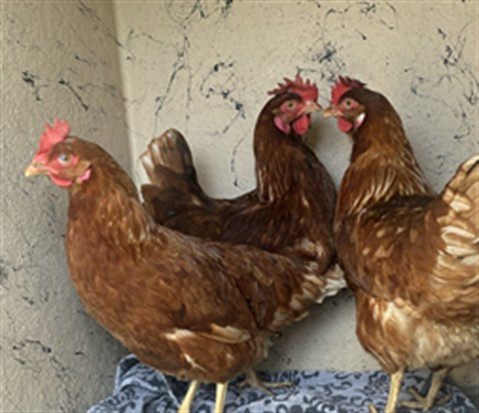 Shelter Stray Female Bird last seen Near, 5001 E Raymond St, Indianapolis, IN 46203, USA