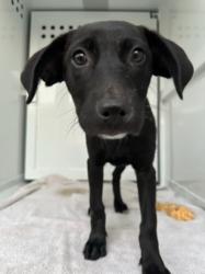 Shelter Stray Female Dog last seen , 3201 Lacy St, Los Angeles, CA 90031, USA