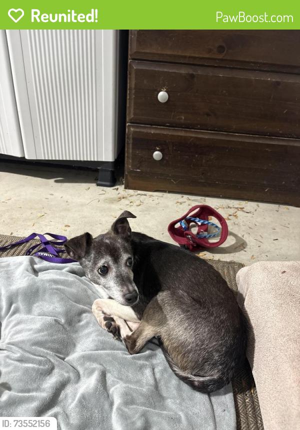Reunited Male Dog last seen Valparaiso High School, Valparaiso, IN 46385