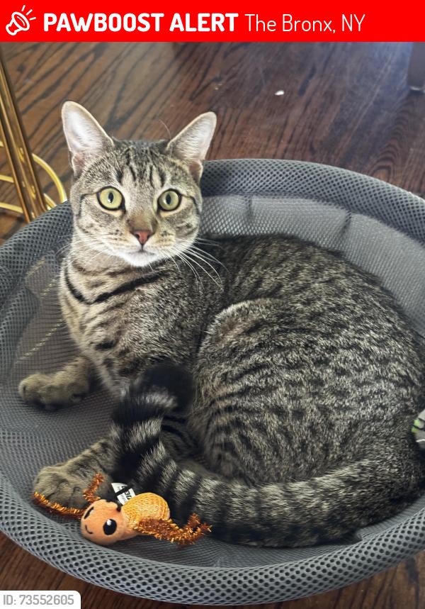 Lost Male Cat last seen Lafayette Avenue and throggsneck expressway, The Bronx, NY 10465