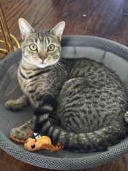 Lost Male Cat last seen Lafayette Avenue and throggsneck expressway, The Bronx, NY 10465