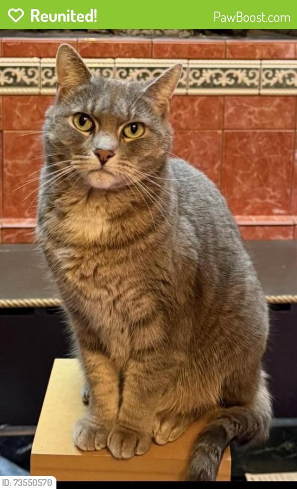 Reunited Female Cat last seen Lawton st, Harrisburg, PA 17102