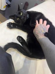 Lost Male Cat last seen Was last seen on Arlington and w 37th, Los Angeles, CA 90018