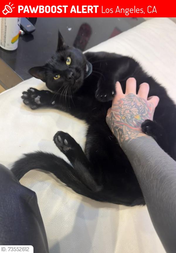 Lost Male Cat last seen Was last seen on Arlington and w 37th, Los Angeles, CA 90018