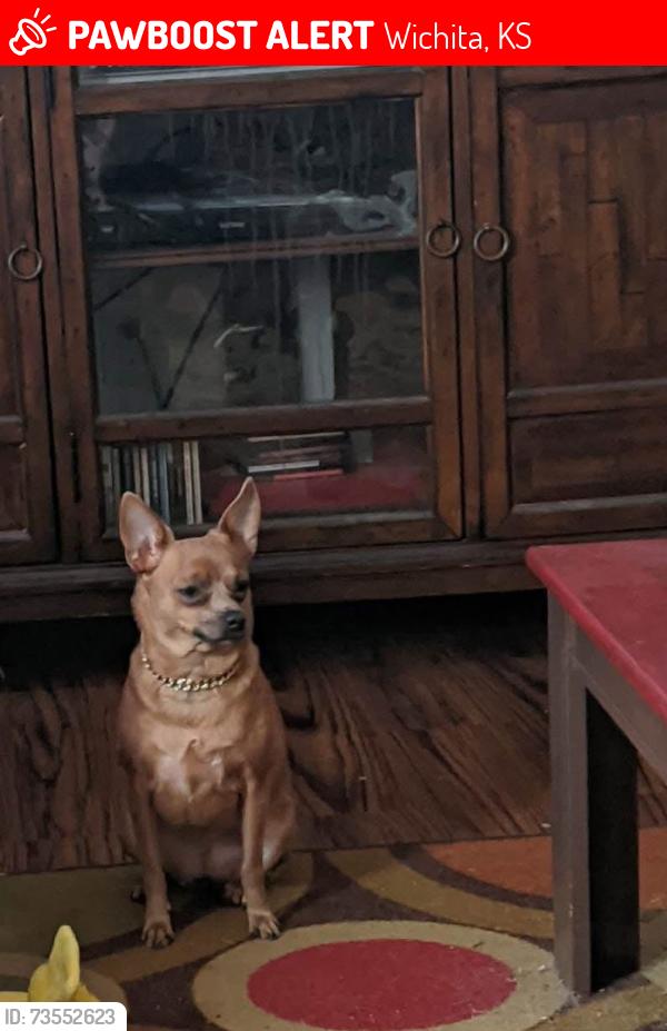 Lost Female Dog last seen Harry & Pattie, Wichita, KS 67211