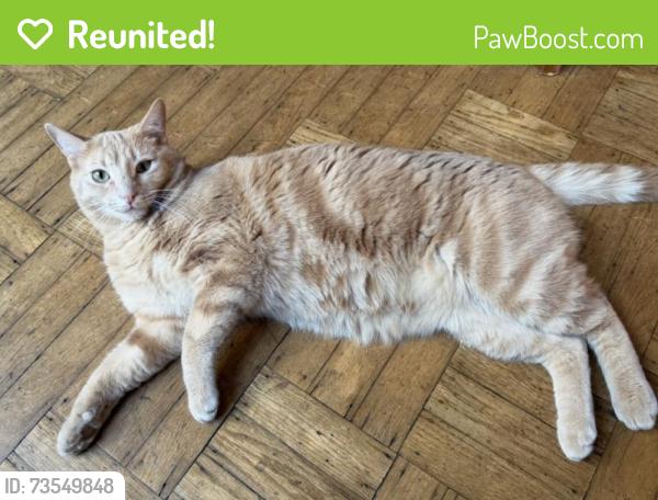 Reunited Male Cat last seen West cavour St, Daly City CA 94014, Daly City, CA 94014