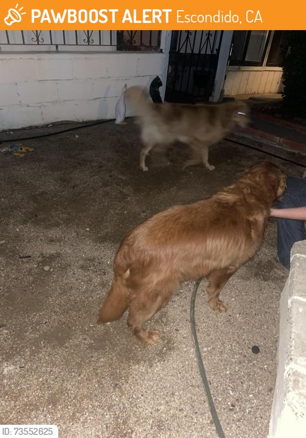 Found/Stray Unknown Dog last seen El Ku sterty, Escondido, CA 92046