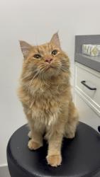 Found/Stray Male Cat last seen Near border of Clifton and Paterson Getty ave, Clifton, NJ 07013