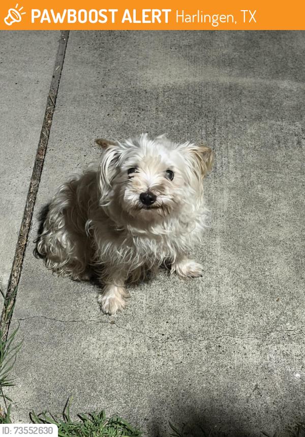 Found/Stray Female Dog last seen Arroyo Dr, Harlingen, TX 78550