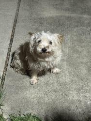 Found/Stray Female Dog last seen Arroyo Dr, Harlingen, TX 78550