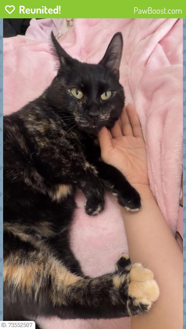 Reunited Female Cat last seen 109th st, New York, NY 10025