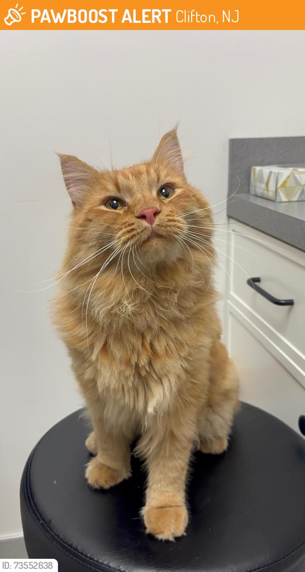 Found/Stray Male Cat last seen Main street, Clifton, NJ 07011