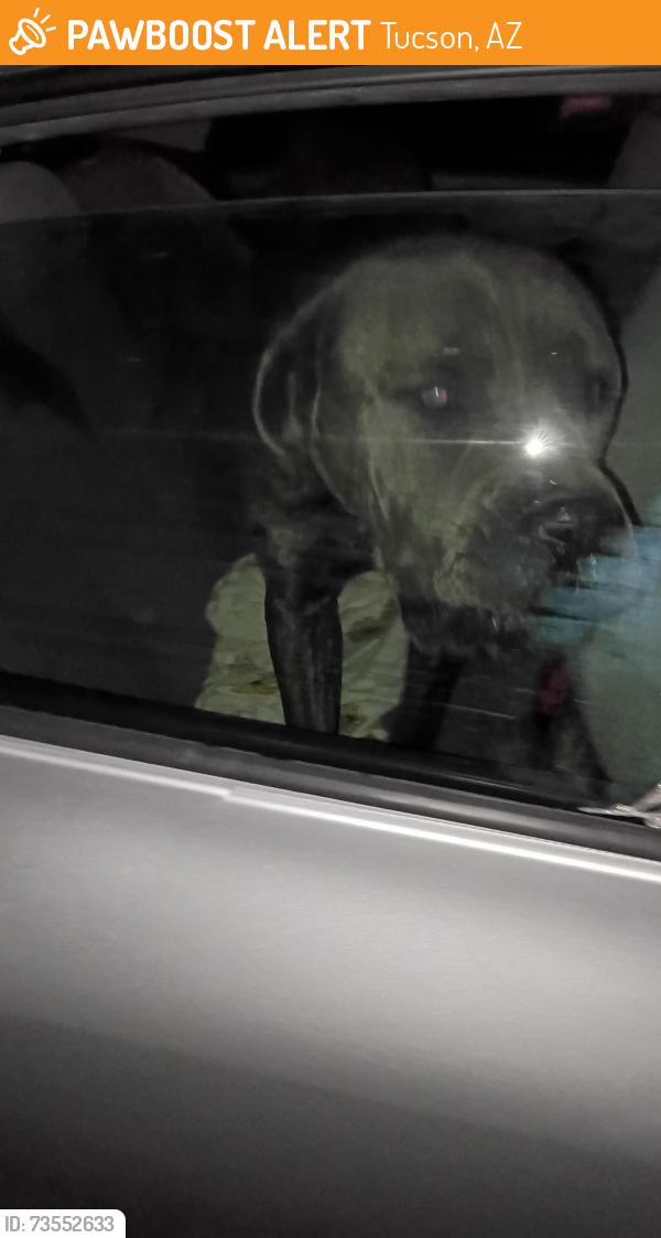 Found/Stray Male Dog last seen St Marys and charokee, Tucson, AZ 85745