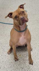 Shelter Stray Female Dog last seen E 70th Street and Paseo Blvd, 64132, MO, 7077 Elmwood Ave, Kansas City, MO 64132, USA