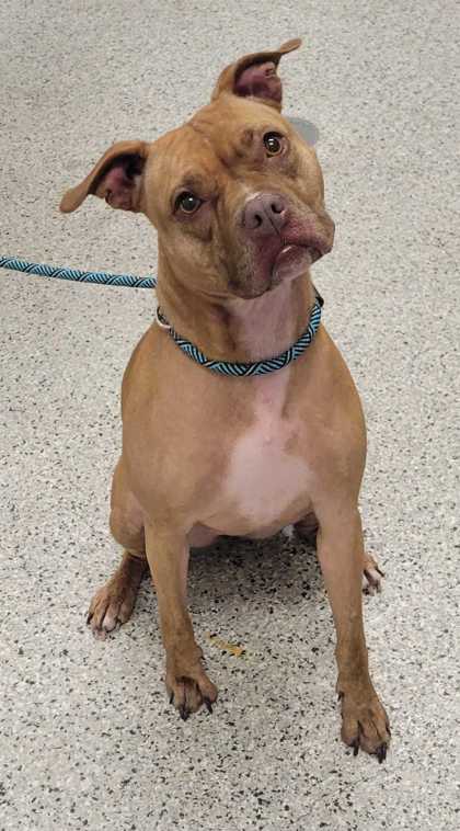 Shelter Stray Female Dog last seen E 70th Street and Paseo Blvd, 64132, MO, 7077 Elmwood Ave, Kansas City, MO 64132, USA