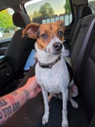 Reunited Male Dog last seen Antelope Road & Walerga, Antelope, CA 95843