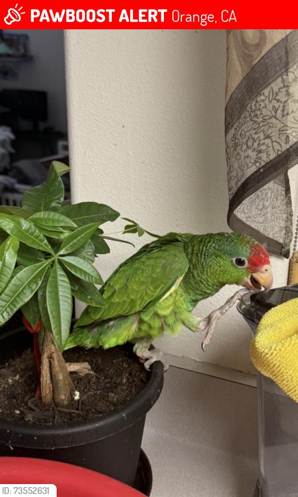 Lost Male Bird last seen Shaffer and katella, Orange, CA 92867