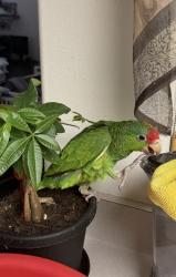Lost Male Bird last seen Shaffer and katella, Orange, CA 92867
