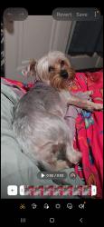 Lost Female Dog last seen McDonalds, Buffalo, NY 14201