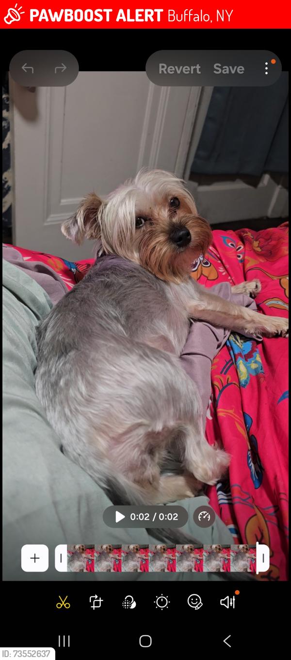 Lost Female Dog last seen McDonalds, Buffalo, NY 14201