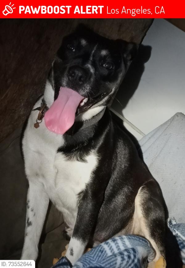 Lost Female Dog last seen 2nd Street Los Angeles, Los Angeles, CA 90004
