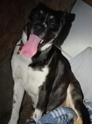 Lost Female Dog last seen 2nd Street Los Angeles, Los Angeles, CA 90004