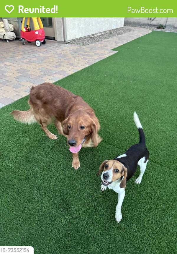 Reunited Male Dog last seen S leisure way, e tekoa, Gilbert, AZ 85286