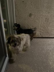 Reunited Male Dog last seen Near Sandbar Ct, Henderson, NV 89002, USA, Henderson, NV 89002