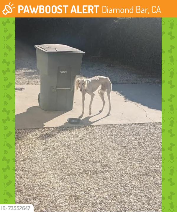 Found/Stray Female Dog last seen Near North Palo Cedro, Diamond Bar, CA 91765