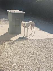 Found/Stray Female Dog last seen Near North Palo Cedro, Diamond Bar, CA 91765