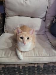 Reunited Male Cat last seen Near E 63rd st, Los Angeles, CA 90001