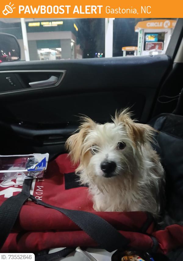 Found/Stray Male Dog last seen Morehead Street and East Davidson Avenue, Gastonia, NC 28054