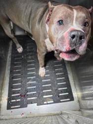 Shelter Stray Female Dog last seen Apt 7110,801 Steel Timber Drive, MANCHACA, TX, 78652, 7201 Levander Loop bldg a, Austin, TX 78702, USA