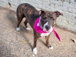 Shelter Stray Female Dog last seen E 112 Street, NEW YORK, NY, 10026, 326 E 110th St, New York, NY 10029, USA