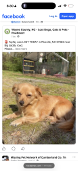 Lost Female Dog last seen Crossbow dr, Pikeville, NC 27863