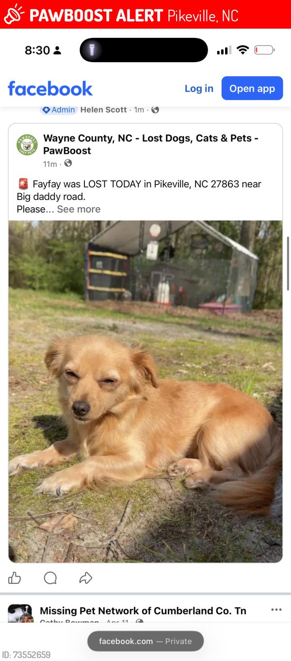 Lost Female Dog last seen Crossbow dr, Pikeville, NC 27863