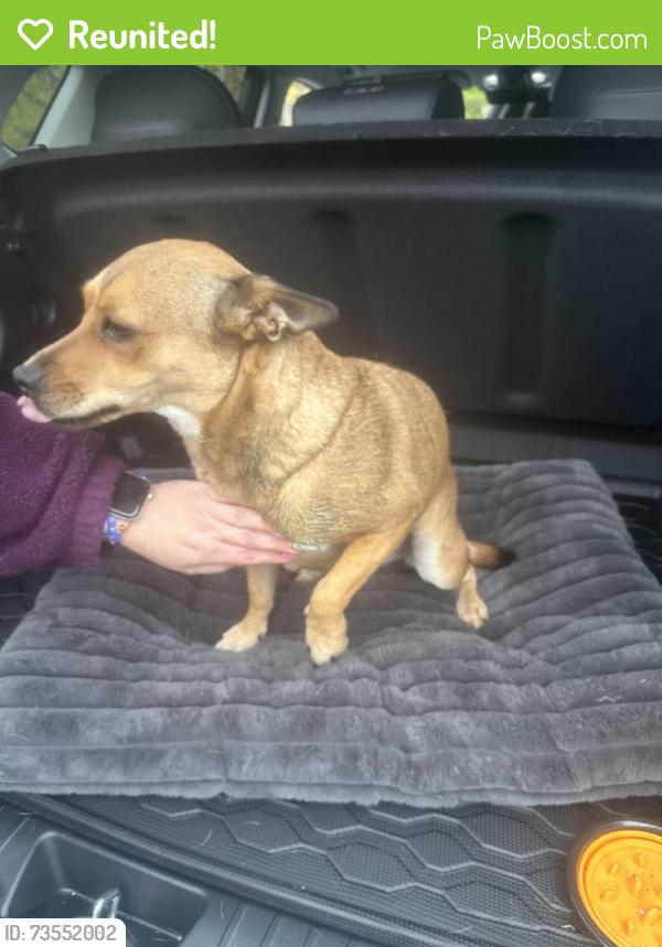Reunited Female Dog last seen Metchosin Creek, Metchosin, BC V9C 3Z3