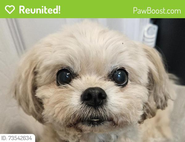 Reunited Female Dog last seen Pisgah Church Road, Asheboro, Randolph County, NC 27205