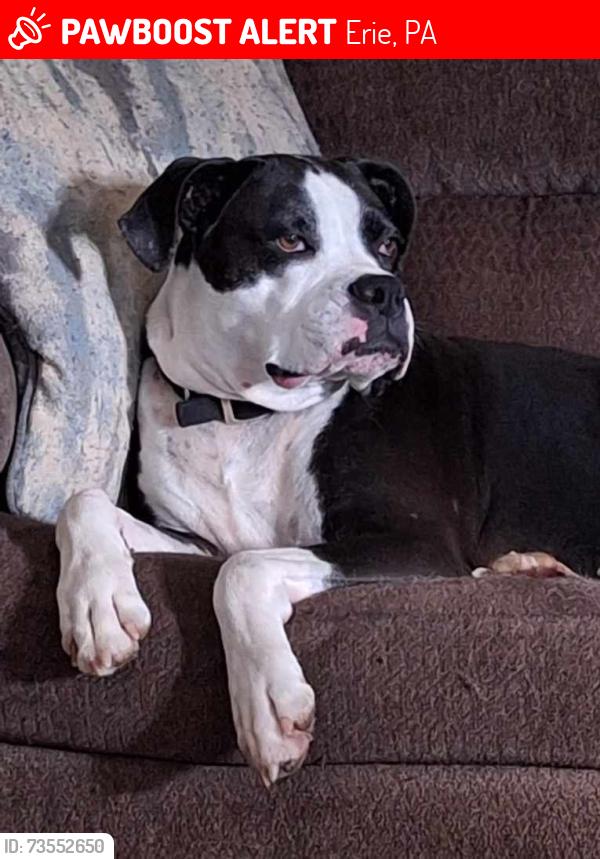 Lost Male Dog last seen Road in between Wendy's and cofair off of rt 8, Erie, PA 16509