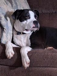 Lost Male Dog last seen Road in between Wendy's and cofair off of rt 8, Erie, PA 16509