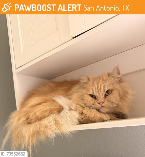 Found/Stray Unknown Cat last seen Patranco at 1604, San Antonio, TX 78245