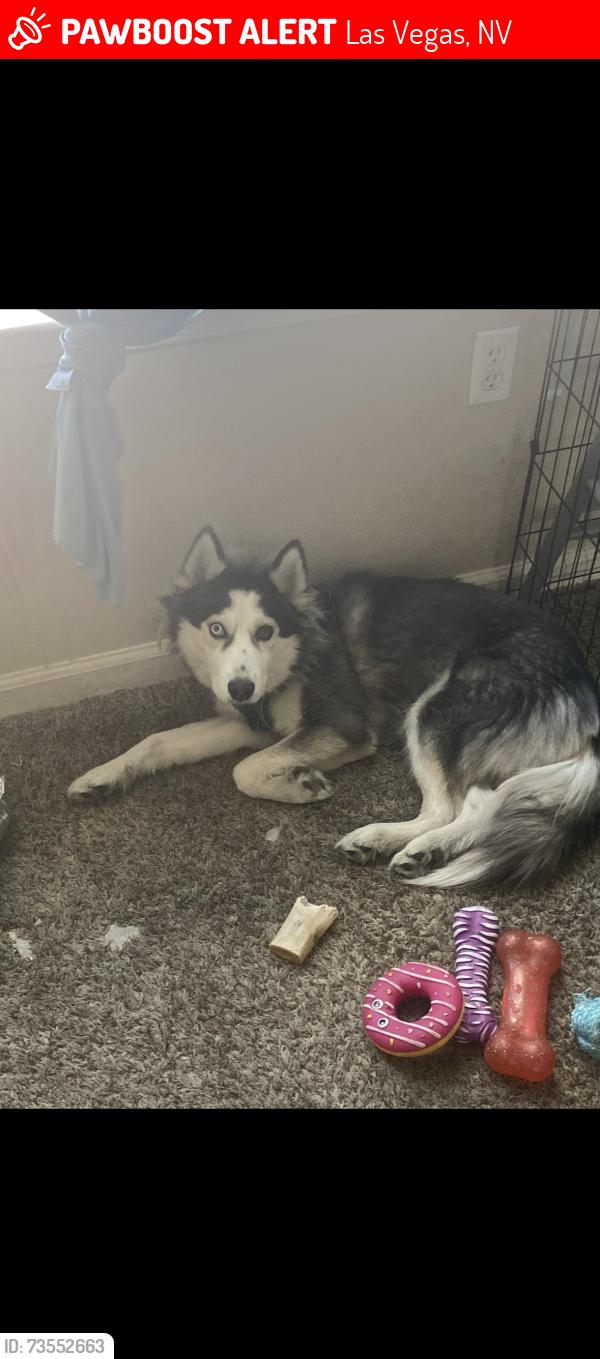 Lost Female Dog last seen N/a, Las Vegas, NV 89101