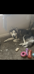 Lost Female Dog last seen N/a, Las Vegas, NV 89101