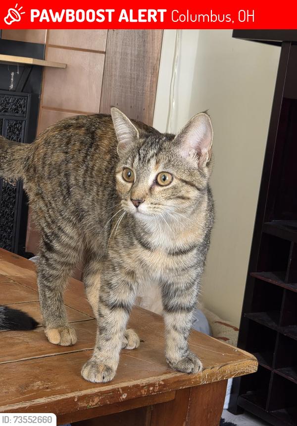 Lost Female Cat last seen Pierpont Dr, Park Trail Dr, Columbus, OH 43081