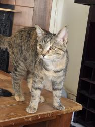 Lost Female Cat last seen Pierpont Dr, Park Trail Dr, Columbus, OH 43081