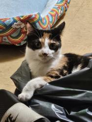 Lost Female Cat last seen Near Glenwood drive unit k, Philadelphia, PA 19121